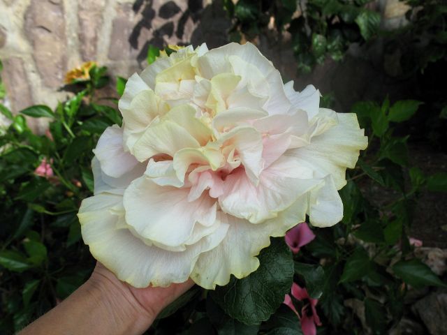 brides bouquet - toate culorile de hibiscus existente