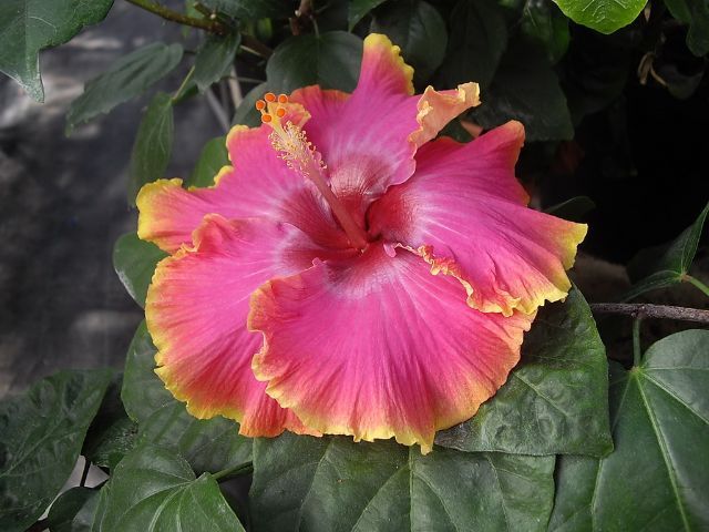 bienvenue - toate culorile de hibiscus existente