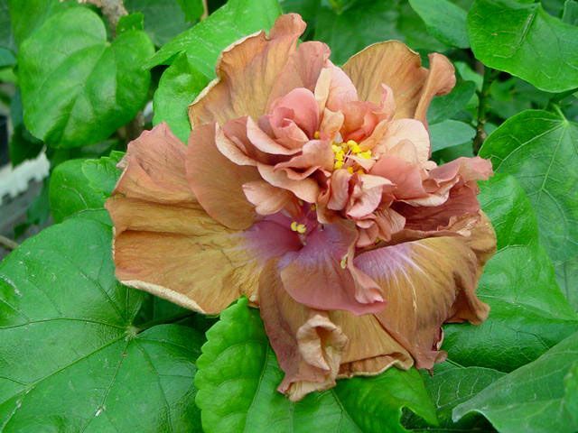 brown derby - toate culorile de hibiscus existente