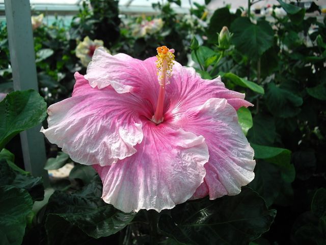 candylend - toate culorile de hibiscus existente