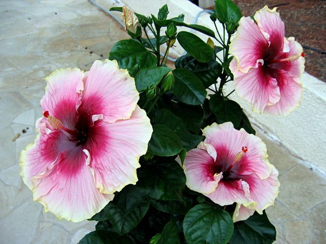 circle of love - toate culorile de hibiscus existente