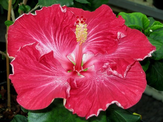 dragons fire - toate culorile de hibiscus existente