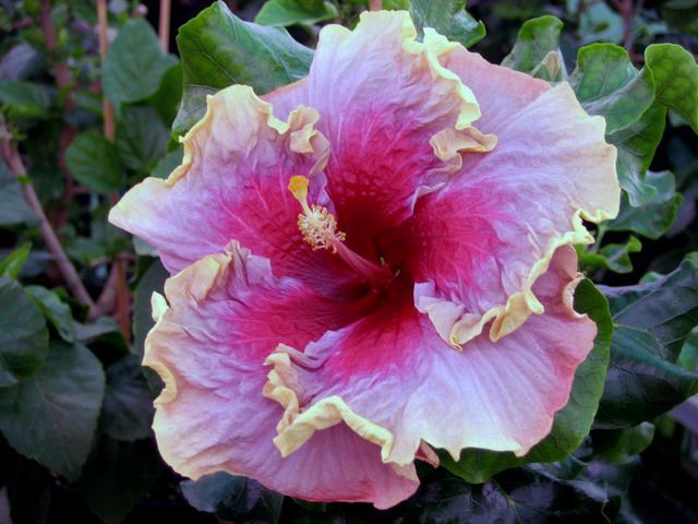enchanted lady - toate culorile de hibiscus existente
