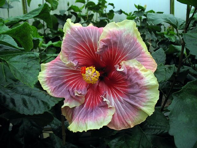 envie - toate culorile de hibiscus existente