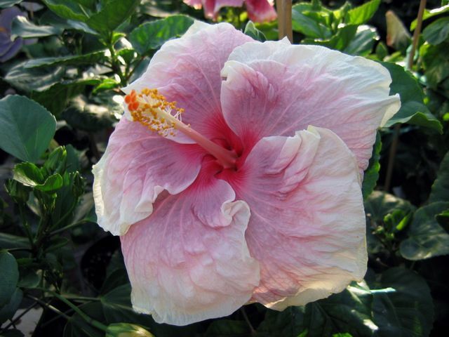 enza dimino - toate culorile de hibiscus existente