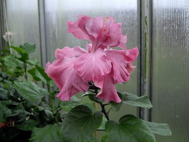 exotic lavender lady - toate culorile de hibiscus existente