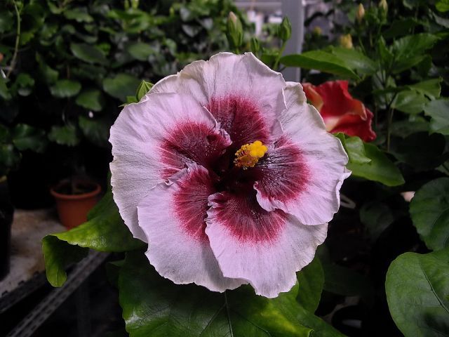eye spy - toate culorile de hibiscus existente