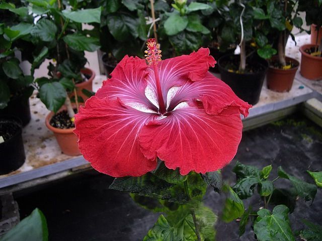 dragon queen - toate culorile de hibiscus existente