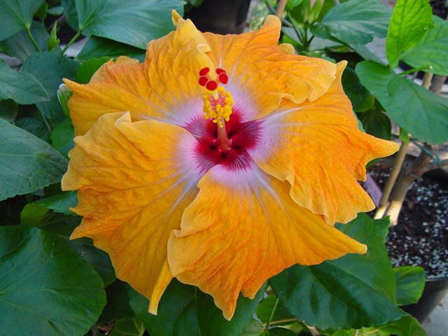 crossfire - toate culorile de hibiscus existente