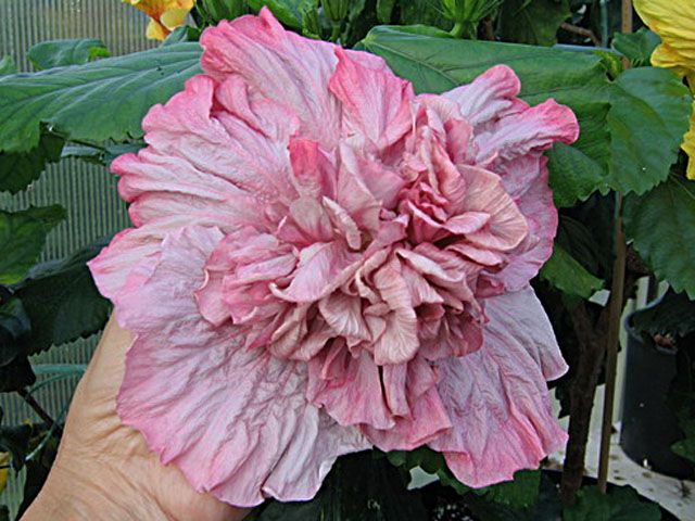 cupids pillow - toate culorile de hibiscus existente