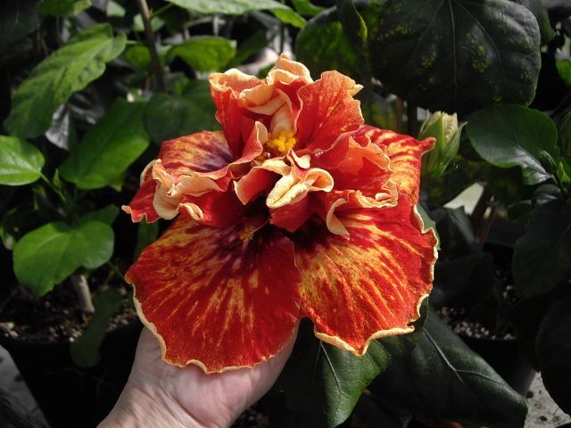 dancing fire - toate culorile de hibiscus existente