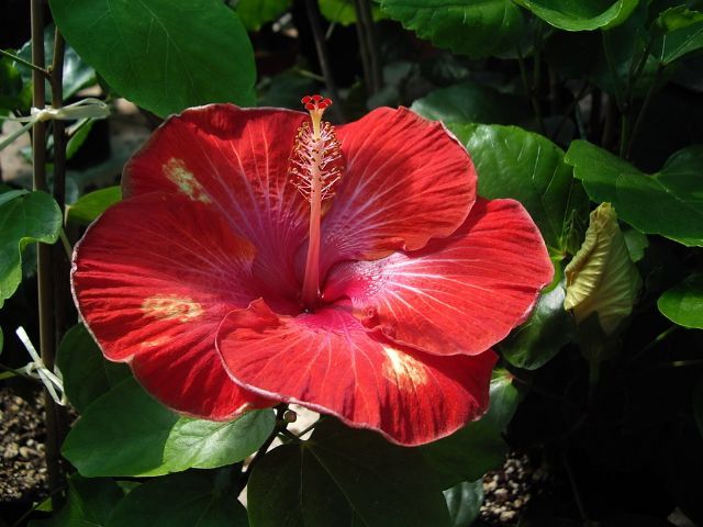 daredevil - toate culorile de hibiscus existente