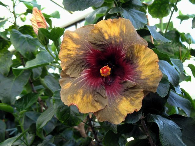 dark continent - toate culorile de hibiscus existente