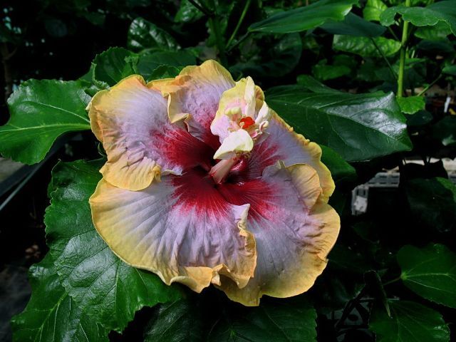 dienie gommer - toate culorile de hibiscus existente