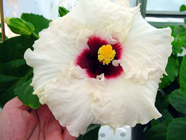 dorothy bookout - toate culorile de hibiscus existente