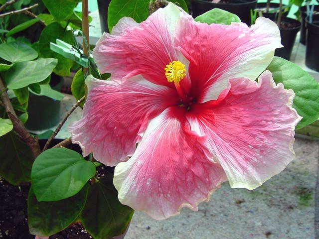 fan tango - toate culorile de hibiscus existente