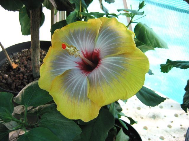 fifth dimension - toate culorile de hibiscus existente