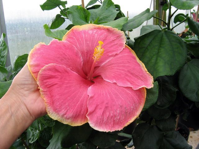 flattery - toate culorile de hibiscus existente