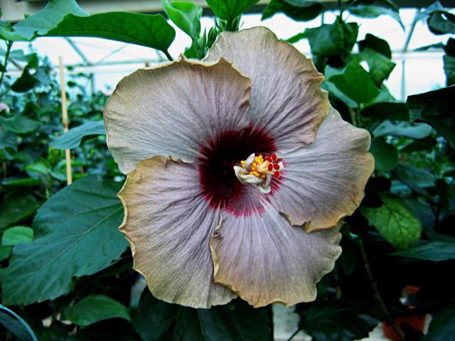 francoise levavasseur - toate culorile de hibiscus existente