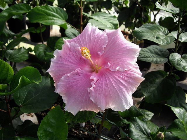 french maiden - toate culorile de hibiscus existente