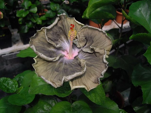 frostbite - toate culorile de hibiscus existente