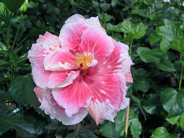 goin steady - toate culorile de hibiscus existente