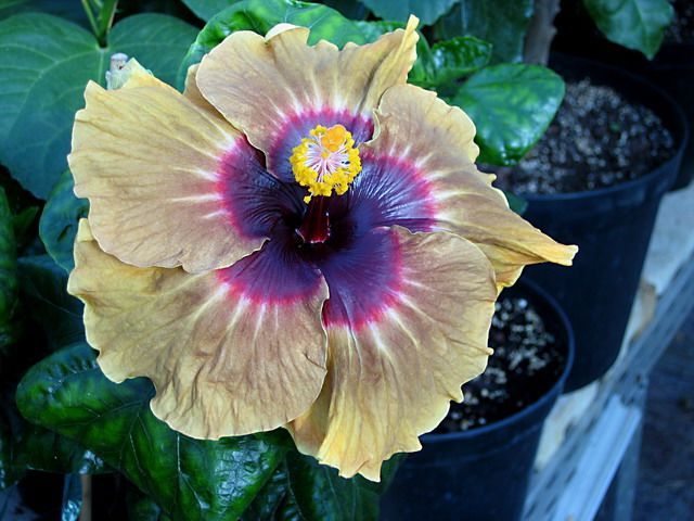 halloween party - toate culorile de hibiscus existente