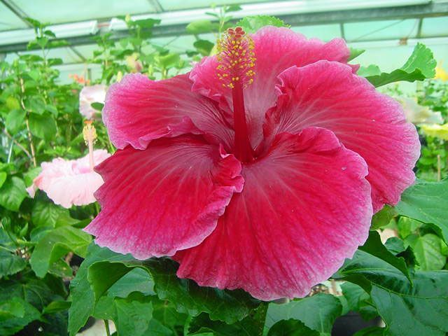 heartbeat - toate culorile de hibiscus existente