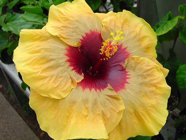 herm geller - toate culorile de hibiscus existente