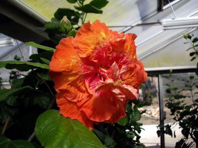 high definition - toate culorile de hibiscus existente