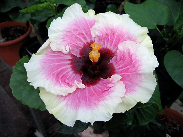 high estem - toate culorile de hibiscus existente