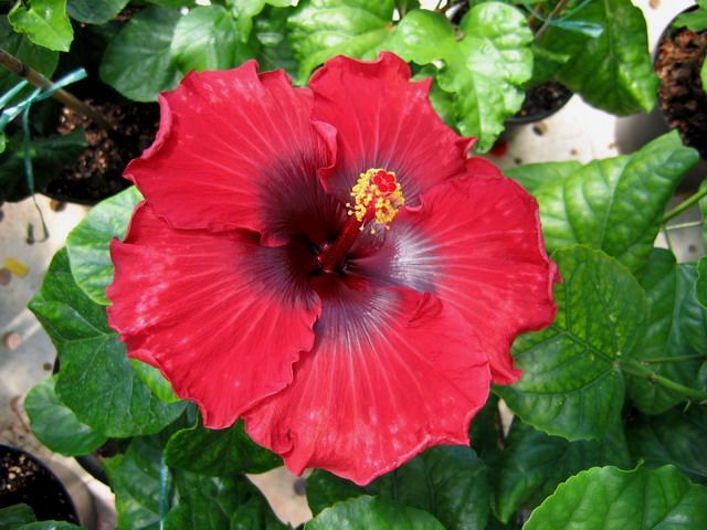 lady in red - toate culorile de hibiscus existente