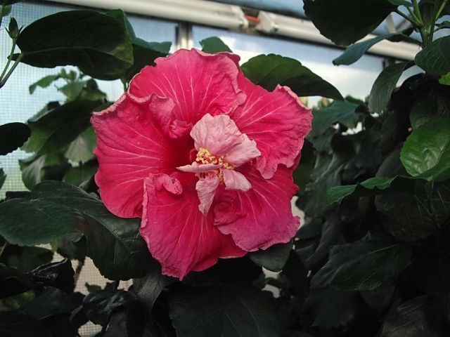 home sweet home - toate culorile de hibiscus existente