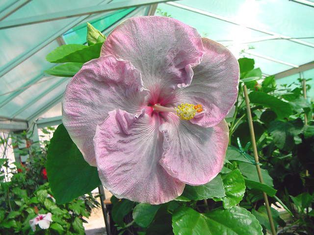 impossible dream - toate culorile de hibiscus existente