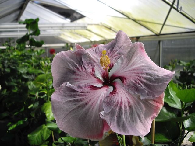 incredible - toate culorile de hibiscus existente