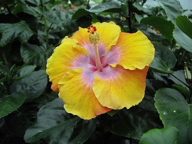 jason bleu - toate culorile de hibiscus existente