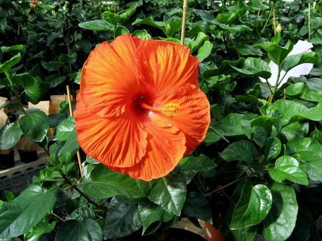 jays orange - toate culorile de hibiscus existente