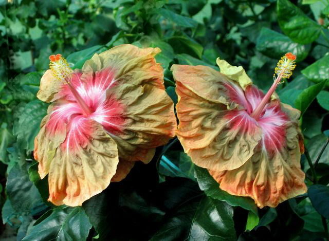 jeanette elliff - toate culorile de hibiscus existente