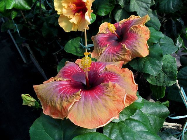 jolanda gommer - toate culorile de hibiscus existente