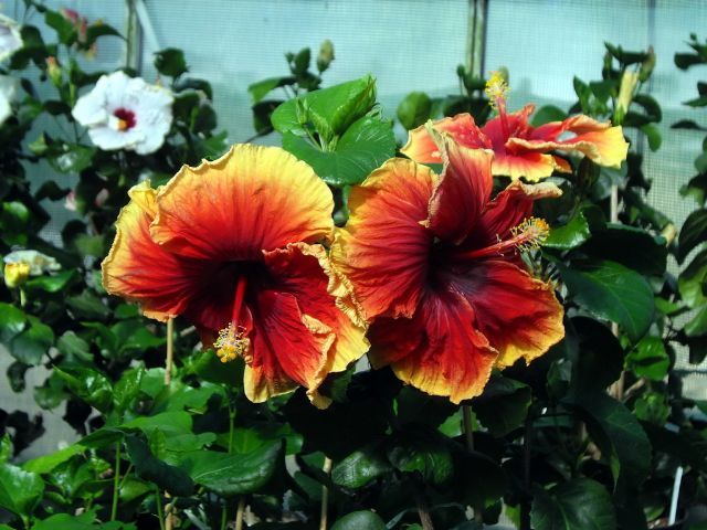 junes dragon - toate culorile de hibiscus existente