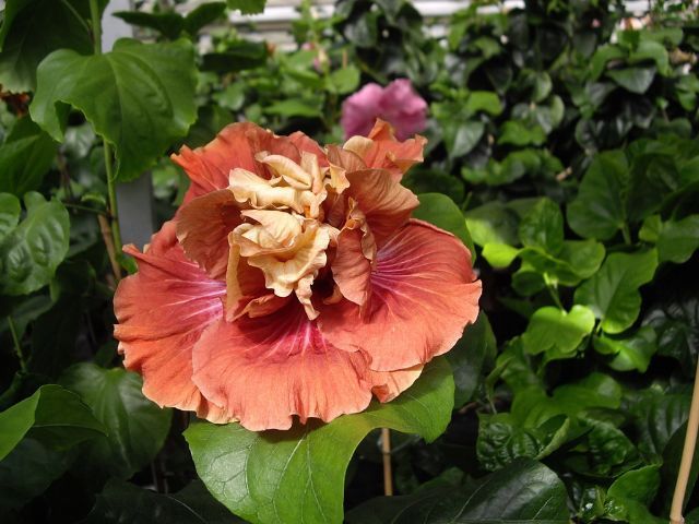 magic moment - toate culorile de hibiscus existente