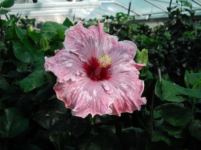 lavender extraordinaire - toate culorile de hibiscus existente