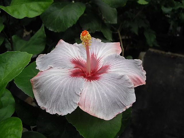lavender ice - toate culorile de hibiscus existente