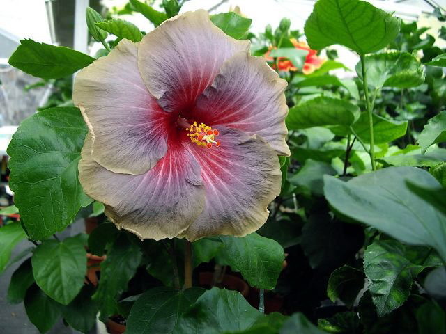 lavender storm - toate culorile de hibiscus existente