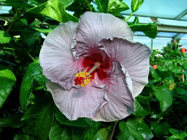 le pousson - toate culorile de hibiscus existente