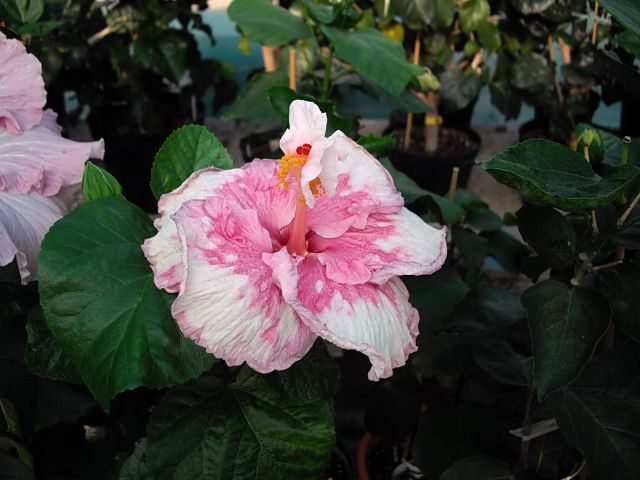 lees belle - toate culorile de hibiscus existente