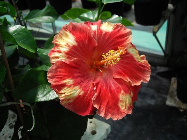 light of vegas - toate culorile de hibiscus existente