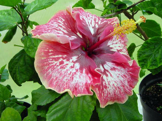 lily torbert - toate culorile de hibiscus existente