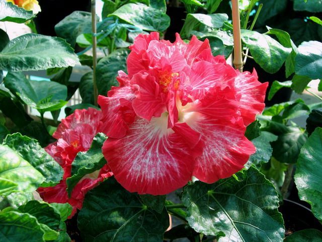 love story - toate culorile de hibiscus existente