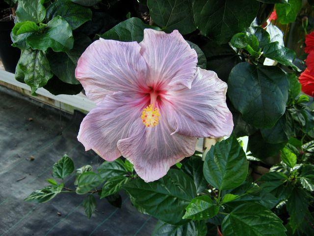 luscious beauty - toate culorile de hibiscus existente